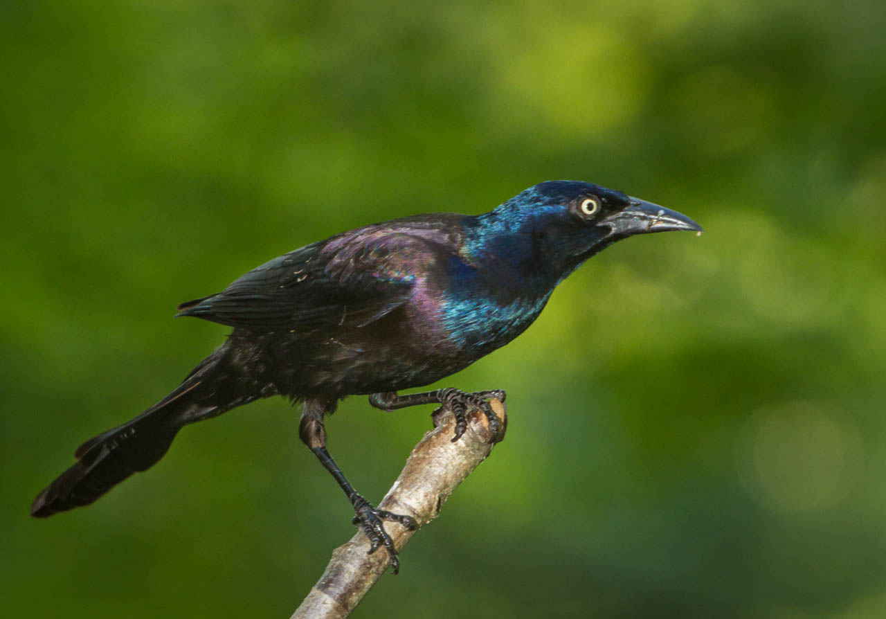 Boat-tailed Grackle on the prowl
